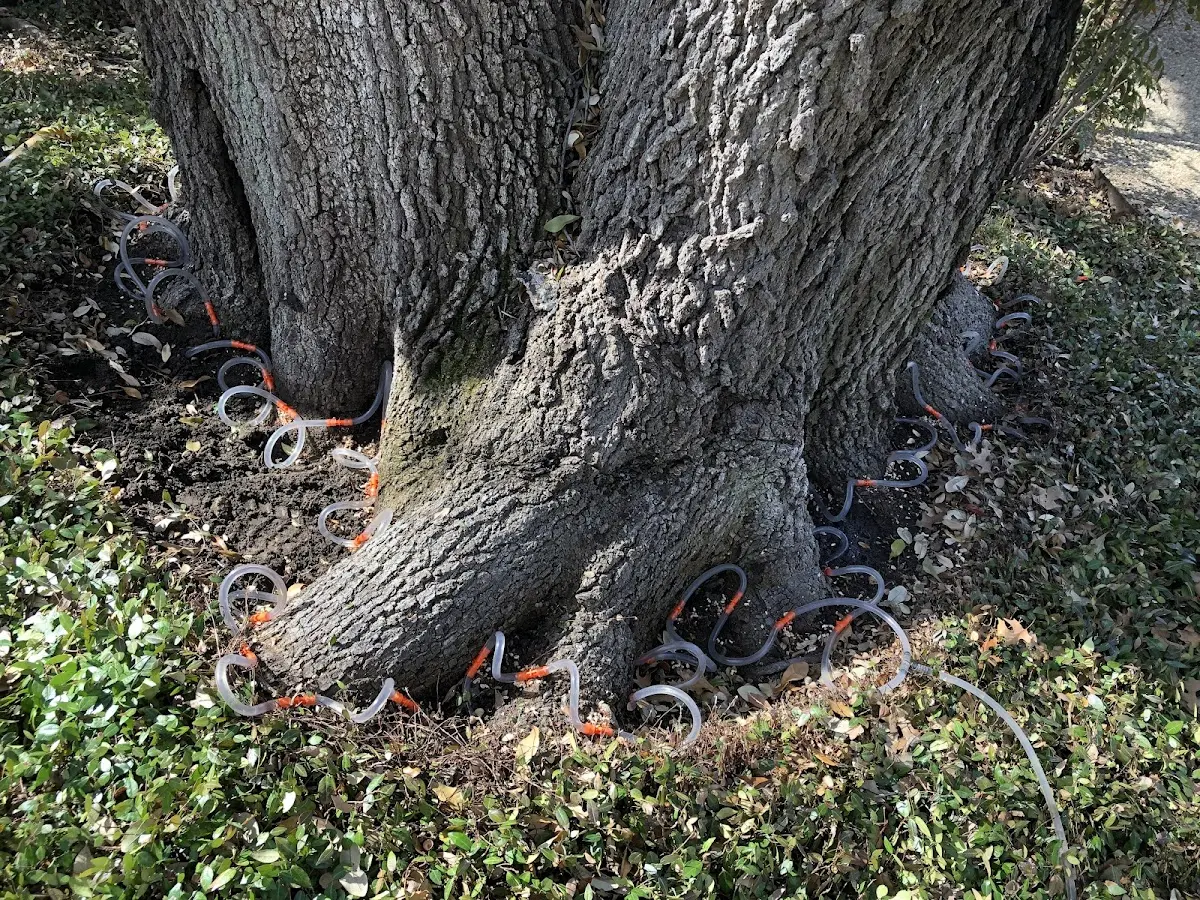 Detailed Tree Cabling and Bracing job site in Laclede