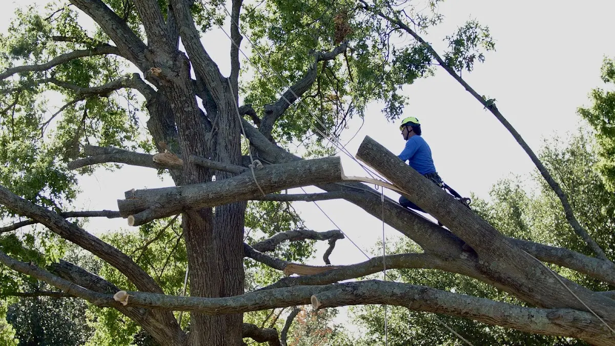 Professional Crown Thinning performed by certified arborists in Laclede